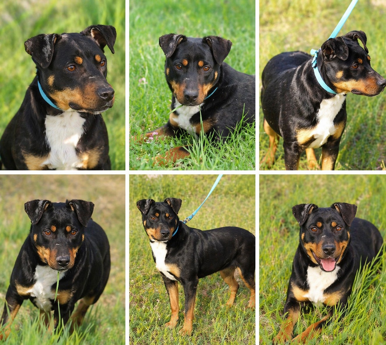 Mina aus Tötungsstation im Rumänien gerettet